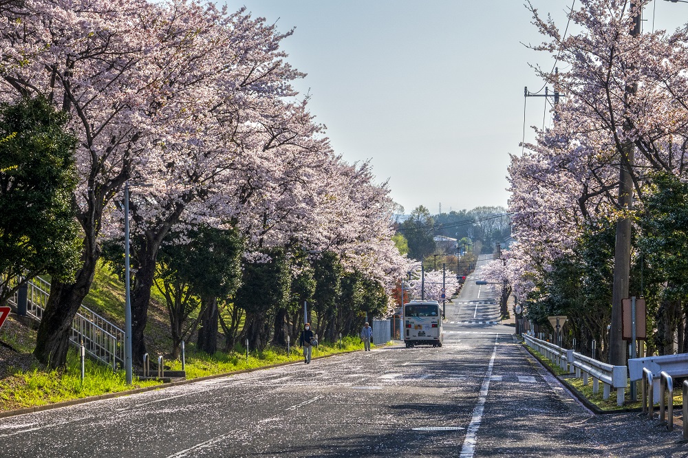 帝京大学の桜１（大川さん撮影）