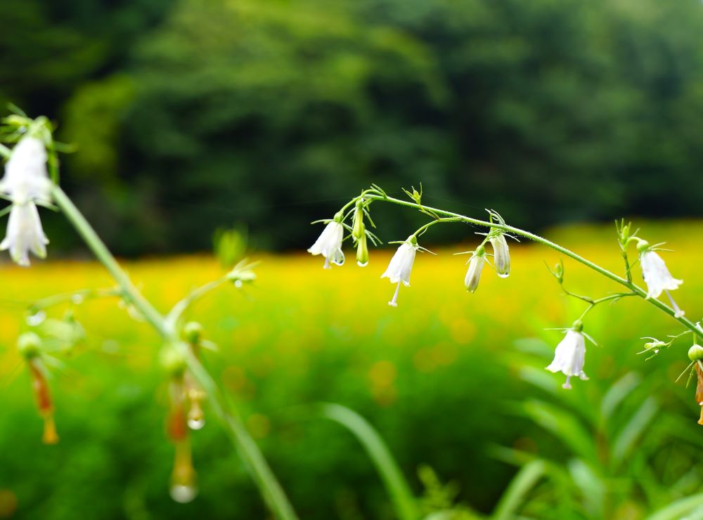 キバナコスモスをバックに、傍らのすずらん風の草（釣鐘人参だそうです。）