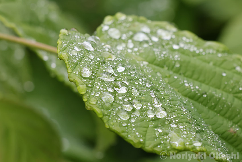 雨上がりの水滴
