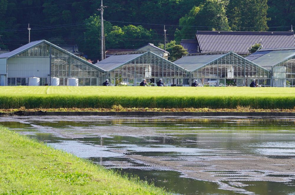 田んぼに水が引かれ、