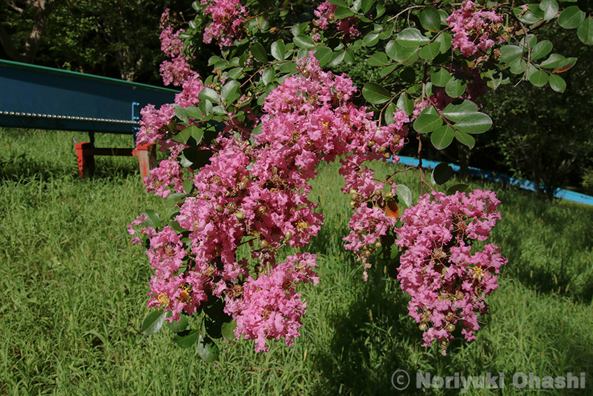 夏の花　サルスベリ（長岡公園）
