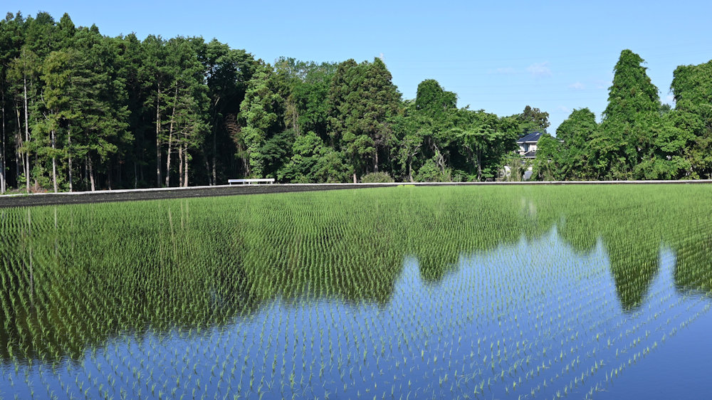 深い緑を映す田んぼは、爽やかな初夏の田園風景