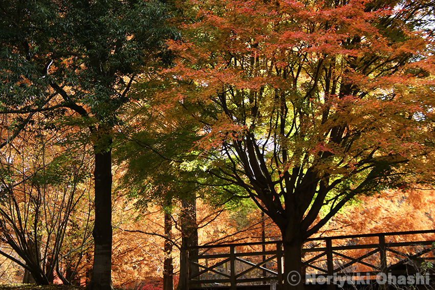 11月中旬の長岡公園　今年の紅葉は美しい