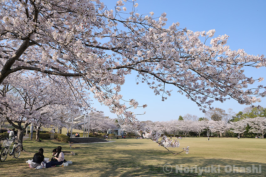 豊郷台中央公園の桜