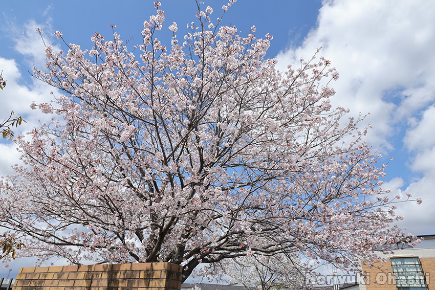 のざわ特別支援学校正門の桜