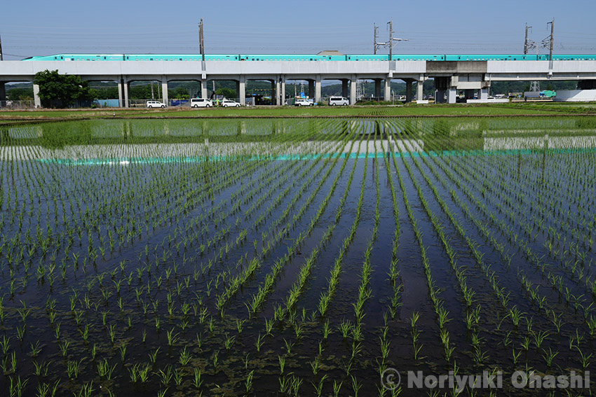 水田の水鏡