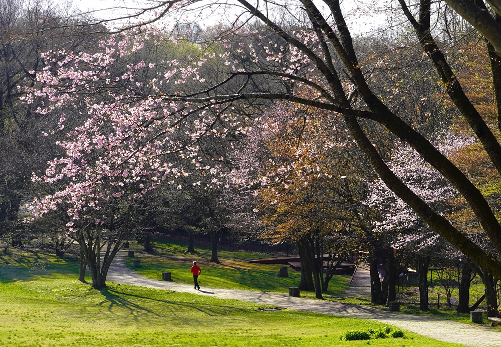 文化の森公園の桜