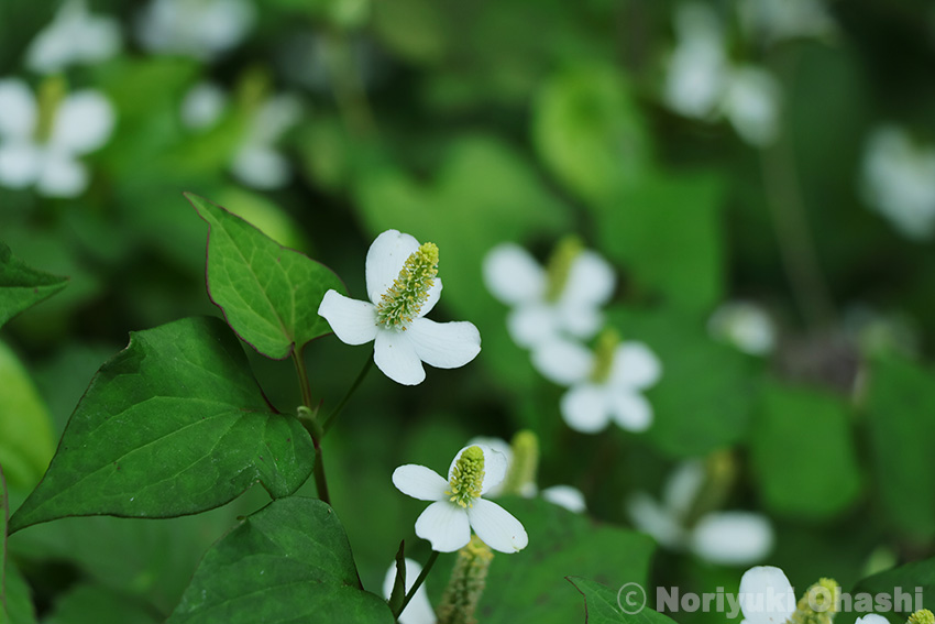 海外では花壇に植えられるというドクダミの花