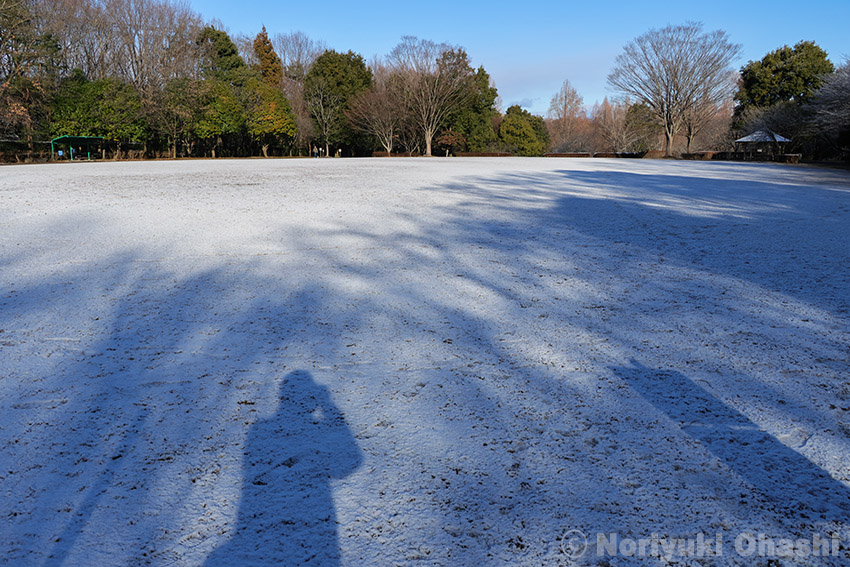 雪の朝（1月4日・長岡公園）