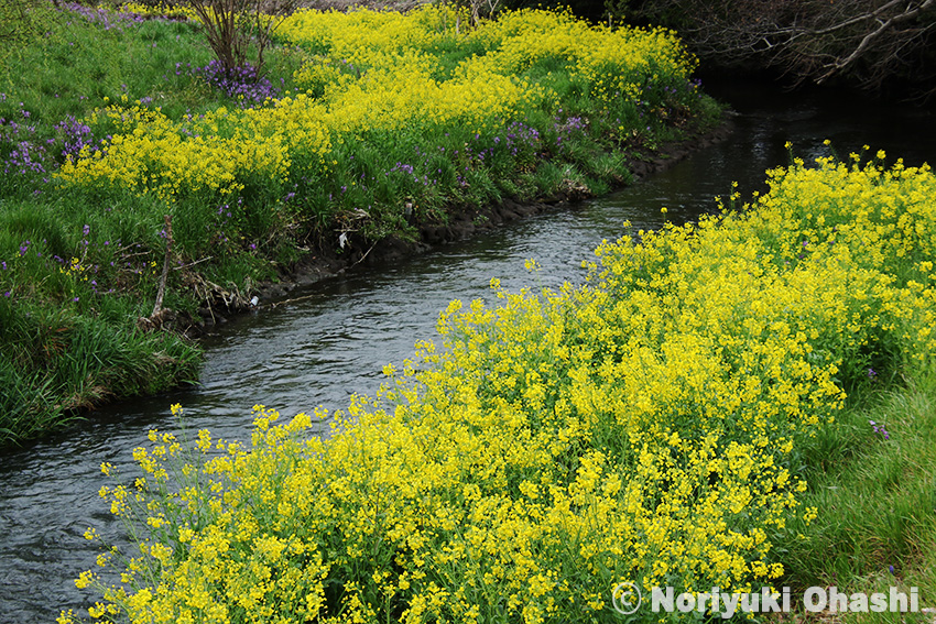 御用川に咲く菜の花1