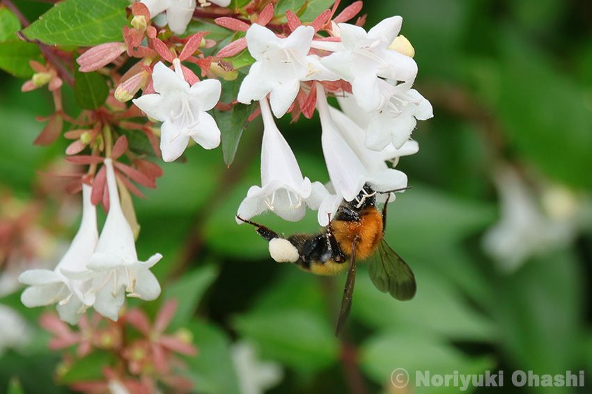 アベリアの蜜を求めて飛び回るマルハナバチ