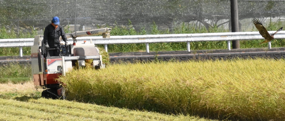 獲物を見つけたか　稲穂すれすれに急降下