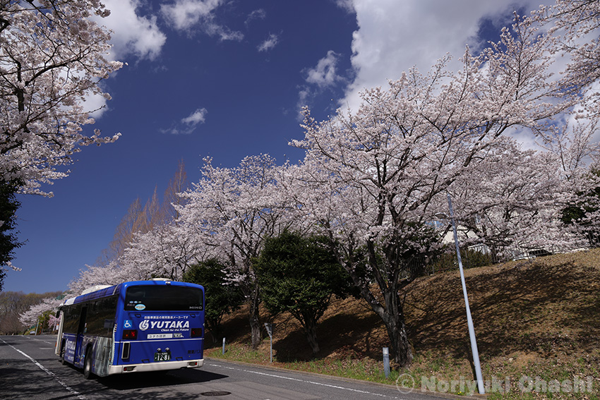 帝京大の桜並木を走る路線バス