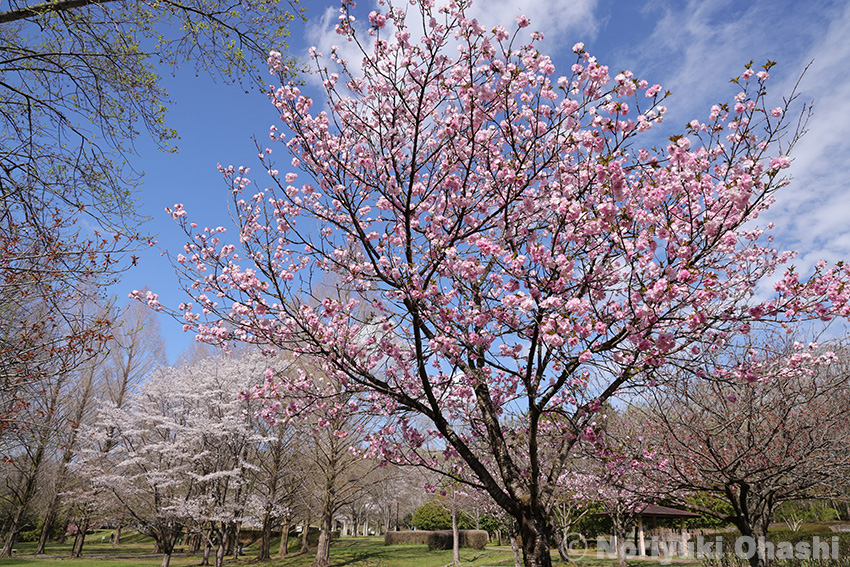 長岡公園の桜（4月12日）