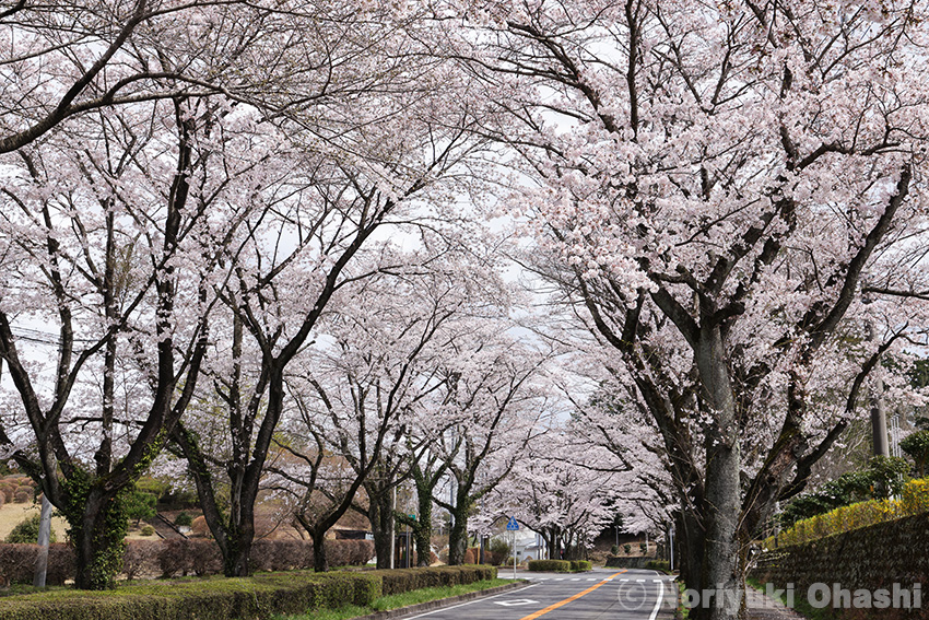 県教育センター前の桜並木（4月8日）