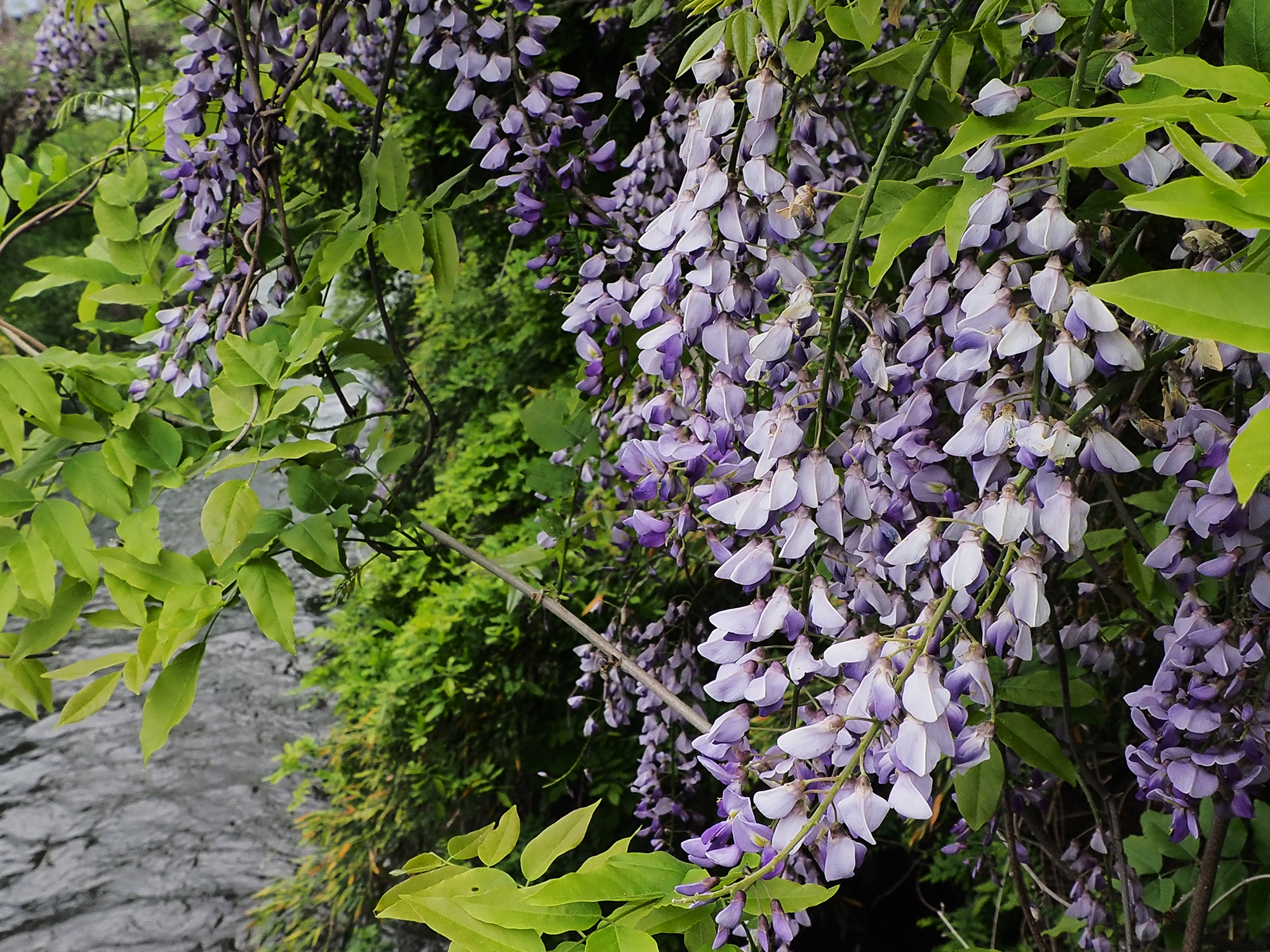 御用川沿いに咲くフジの花（5月7日）