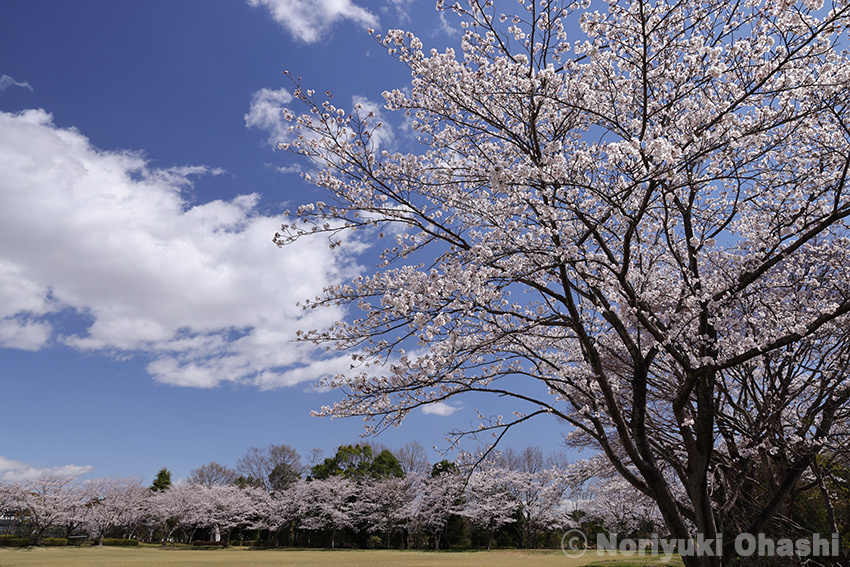 豊郷台中央公園を囲む桜並木
