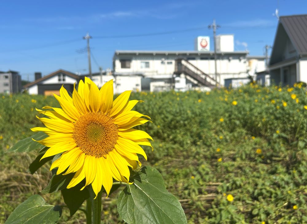 ひまわりも咲いています。早い。