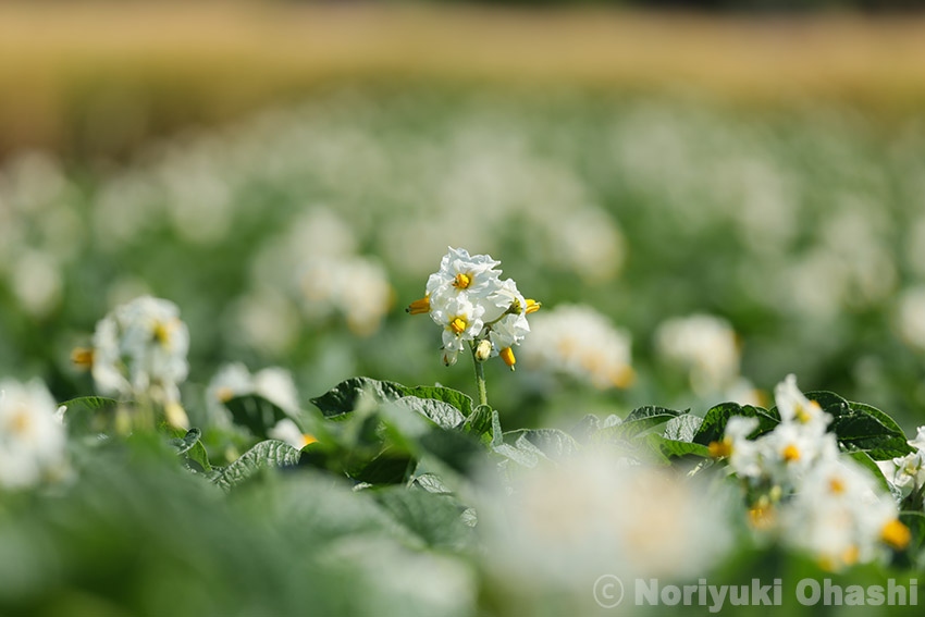 目を引くジャガイモの花