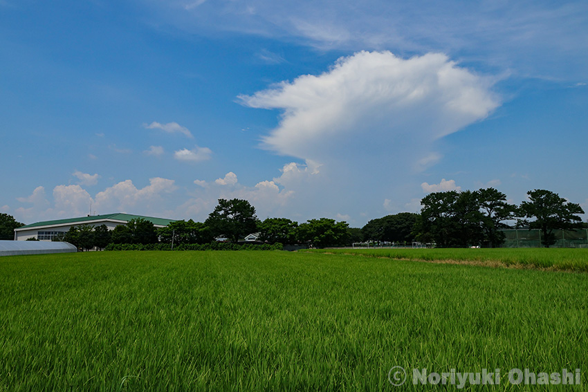 夏空に立ち上がった　かなとこ雲