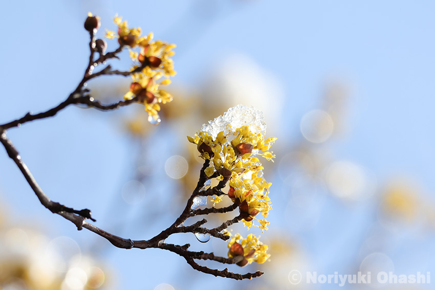 雪をかぶったサンシュの花