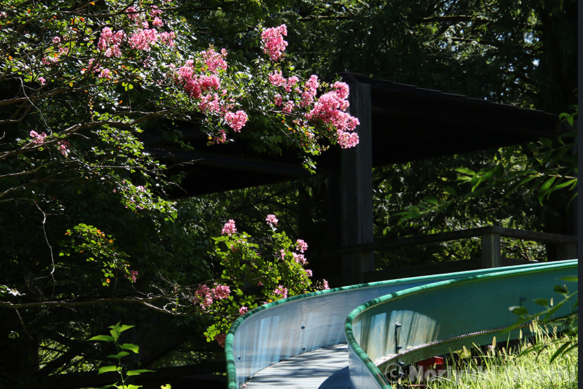サルスベリとローラー滑り台（長岡公園）