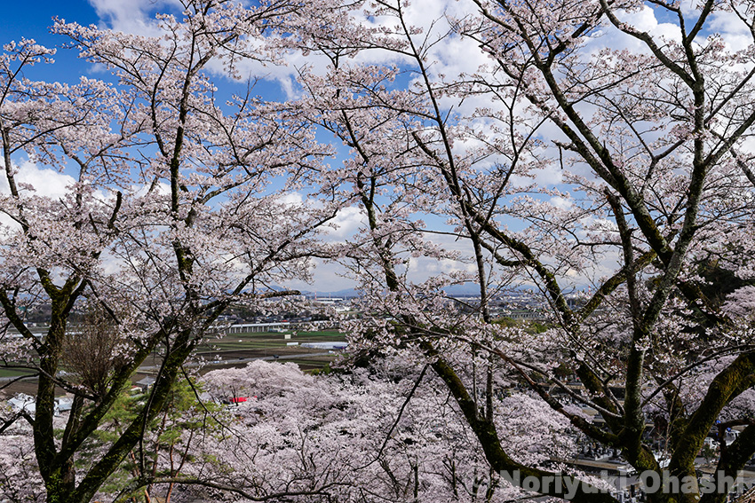 北山霊園の桜