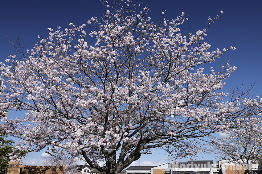 のざわ特別支援学校正門の桜