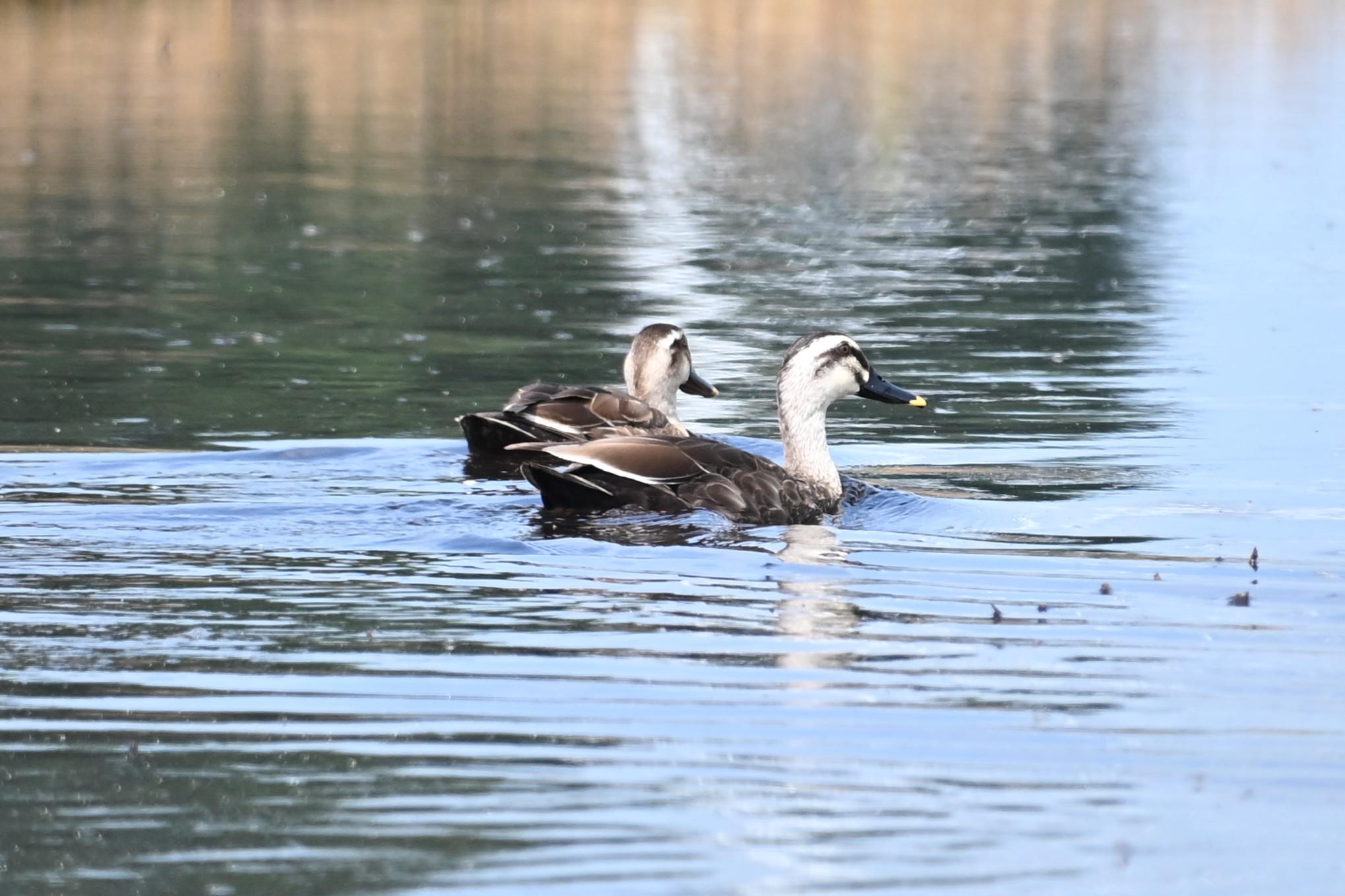 休耕中の水田につがいで憩うカルガモ