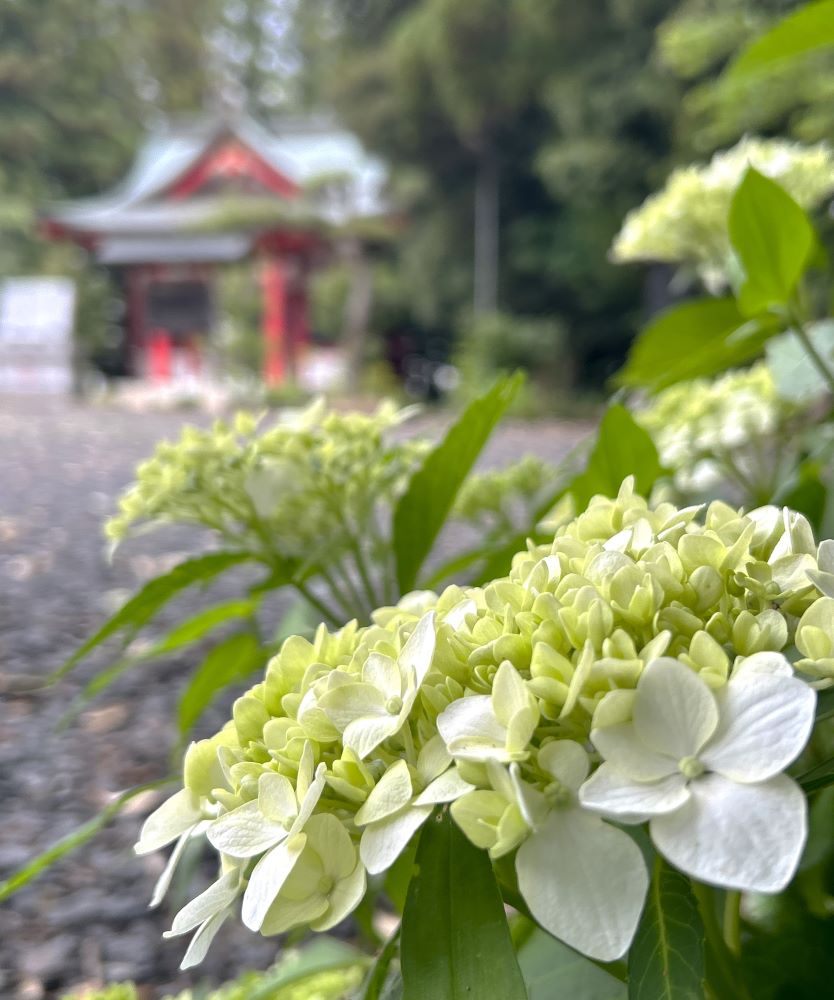 山本浅間神社の白アジサイ。
