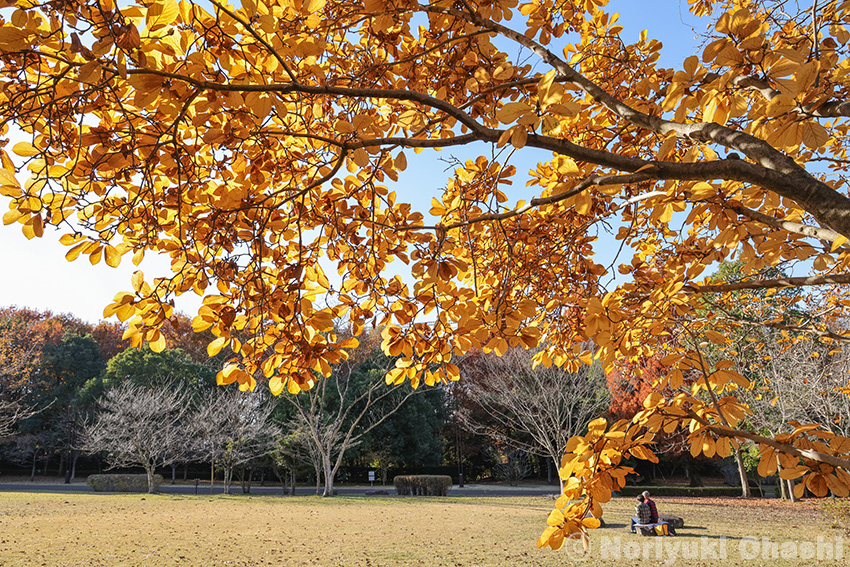 いつになく美しかったコブシの紅葉