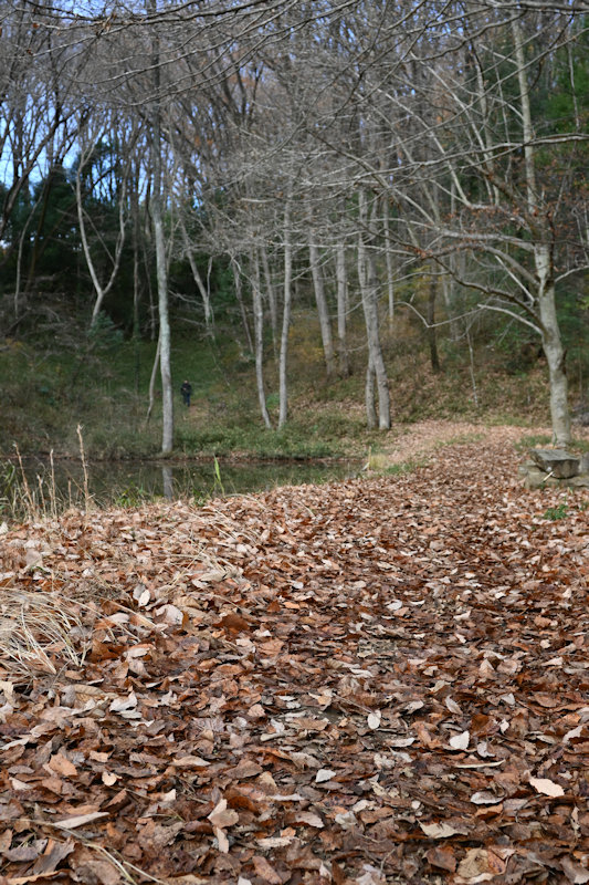 落ち葉の散策路　（グリーントラストうつのみや長岡樹林地）