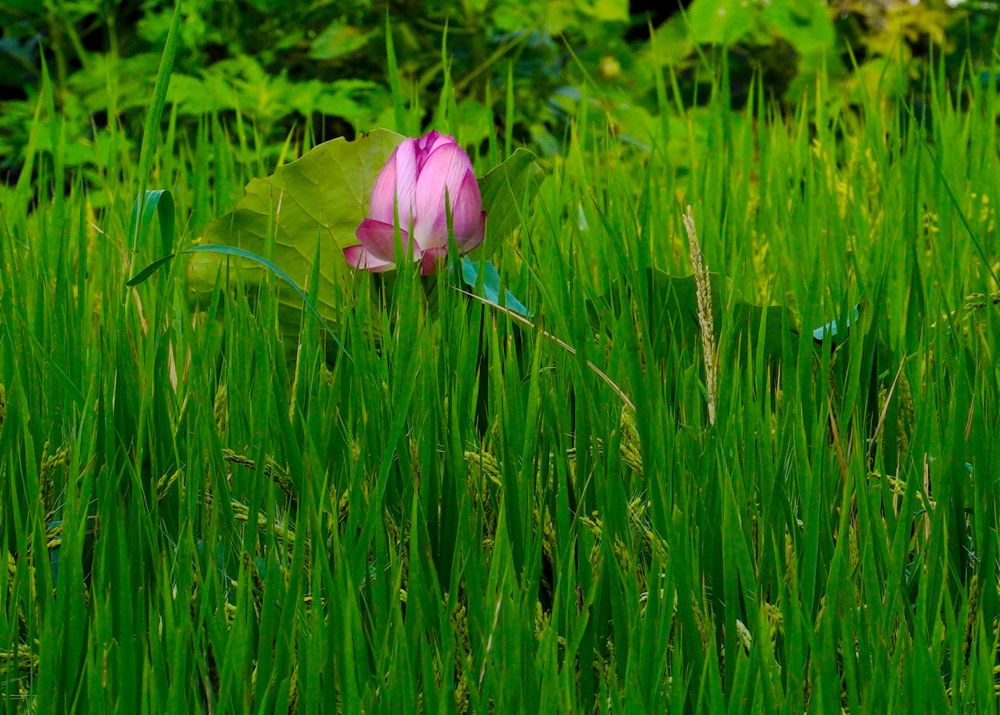 稲穂に覆われた蓮の花です