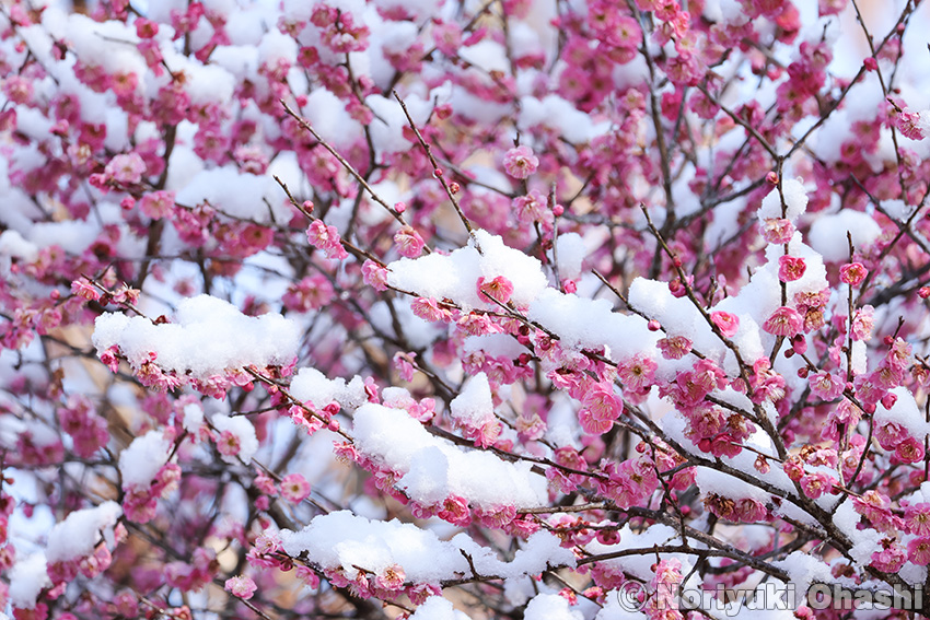 紅梅に積もった春の雪