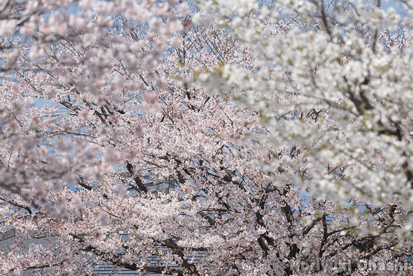 のざわ特別支援学校の桜を別角度から