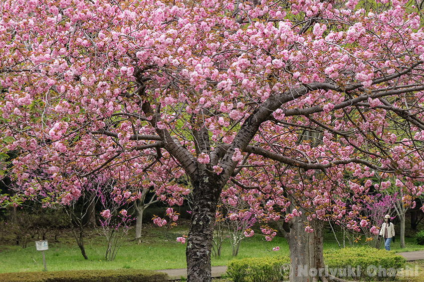長岡公園の八重桜