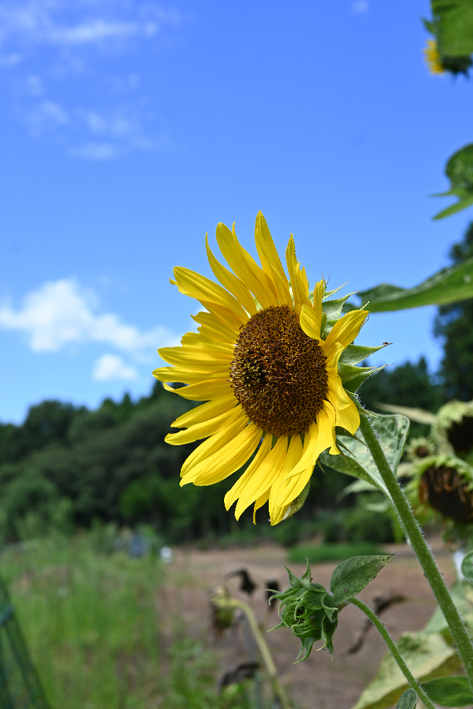 夏の顔　ヒマワリ