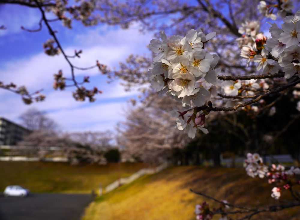 帝京大学の桜も満開。