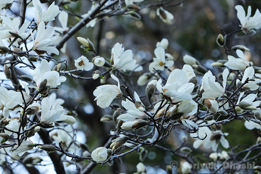 コブシの花も咲いています