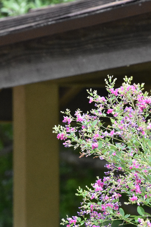 秋の七草　長岡公園の萩