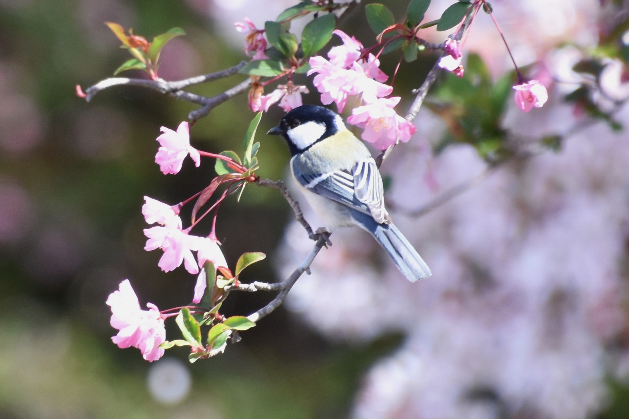 ハナカイドウにシジュウカラ