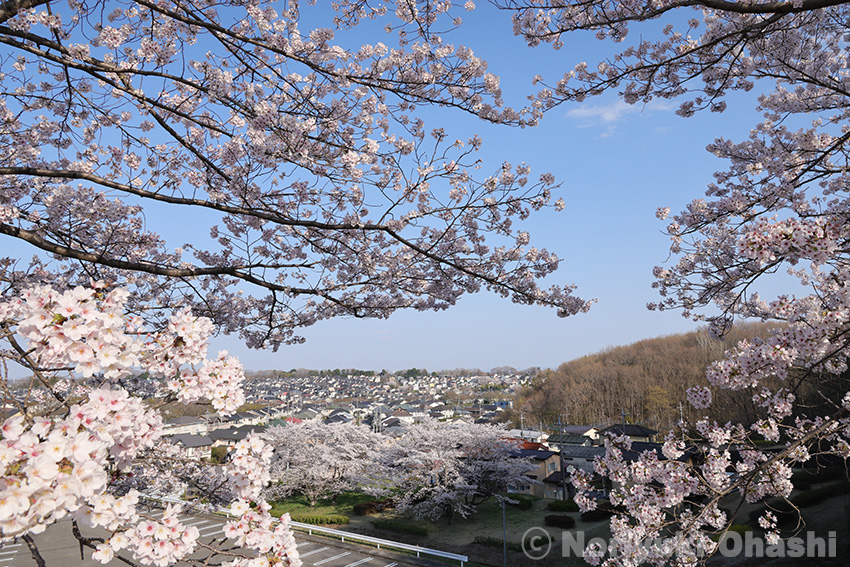 帝京大学の桜と豊郷台