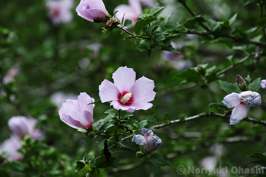 花が少ない時期に存在感が大きいムクゲ（長岡公園）