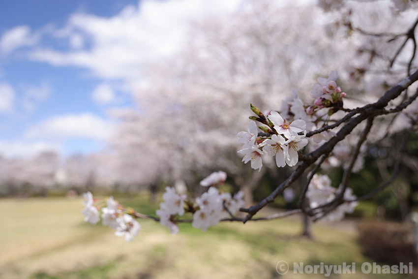 豊郷中央公園の桜をアップで