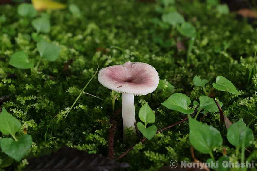 苔の間から顔を出すキノコ