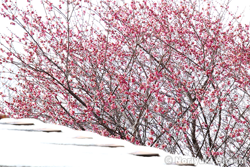 花盛りの紅梅に突然の雪（長岡公園）