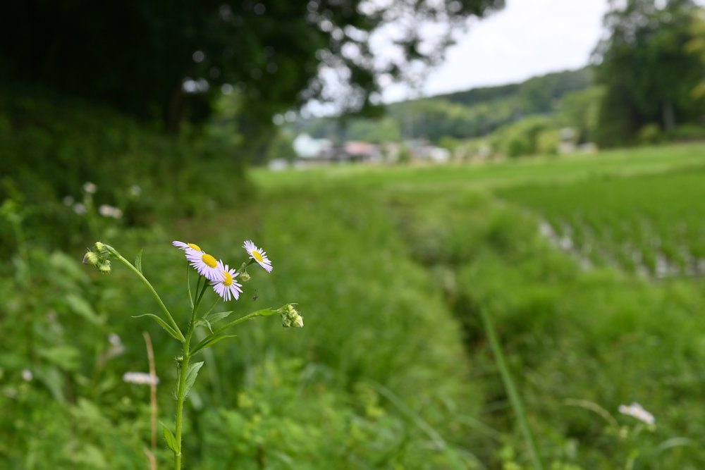 畦道に咲く薄紫色のハルジオン