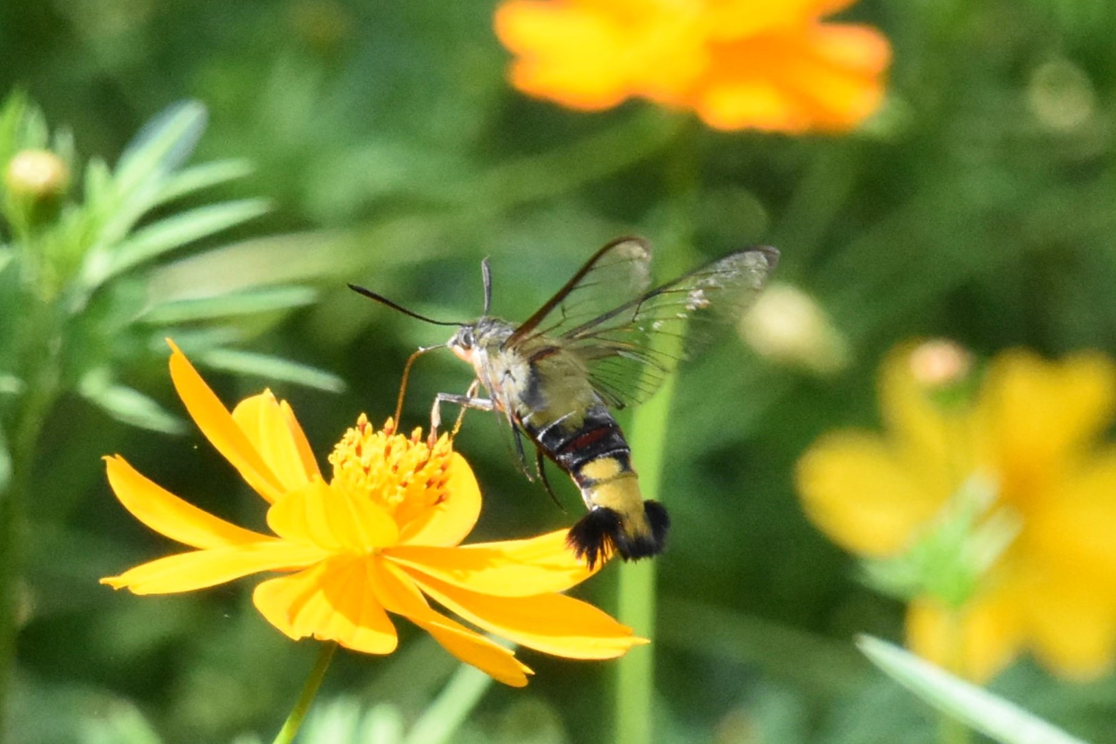キバナコスモスの蜜を吸うオオスカシバ