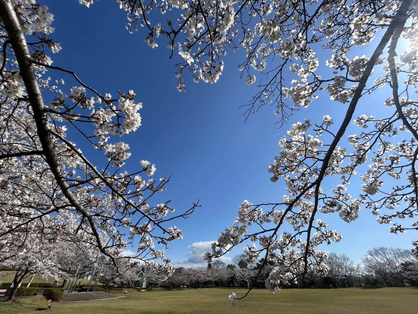 豊郷台中央公園の桜です
