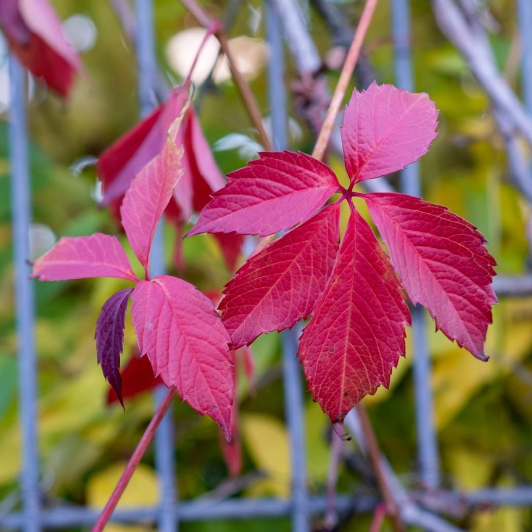 Hallo Herbst: Entdeckungsreise mit Festbrennweite